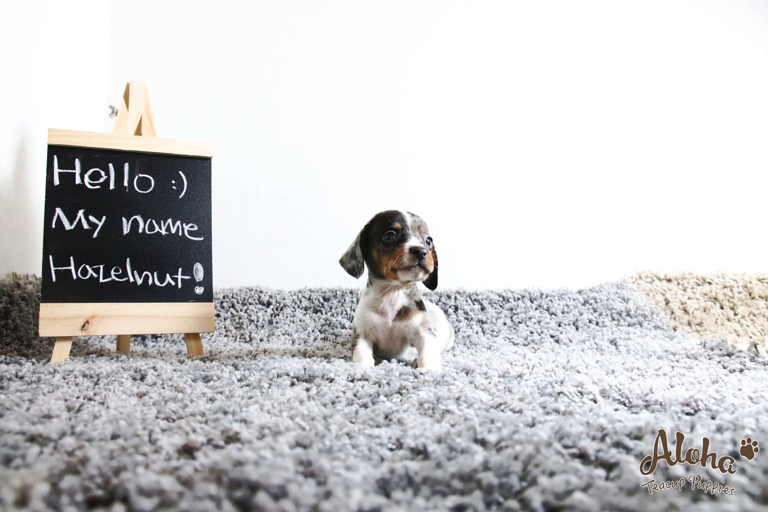 Vendido a Laura, Avellana - [Dachshund]