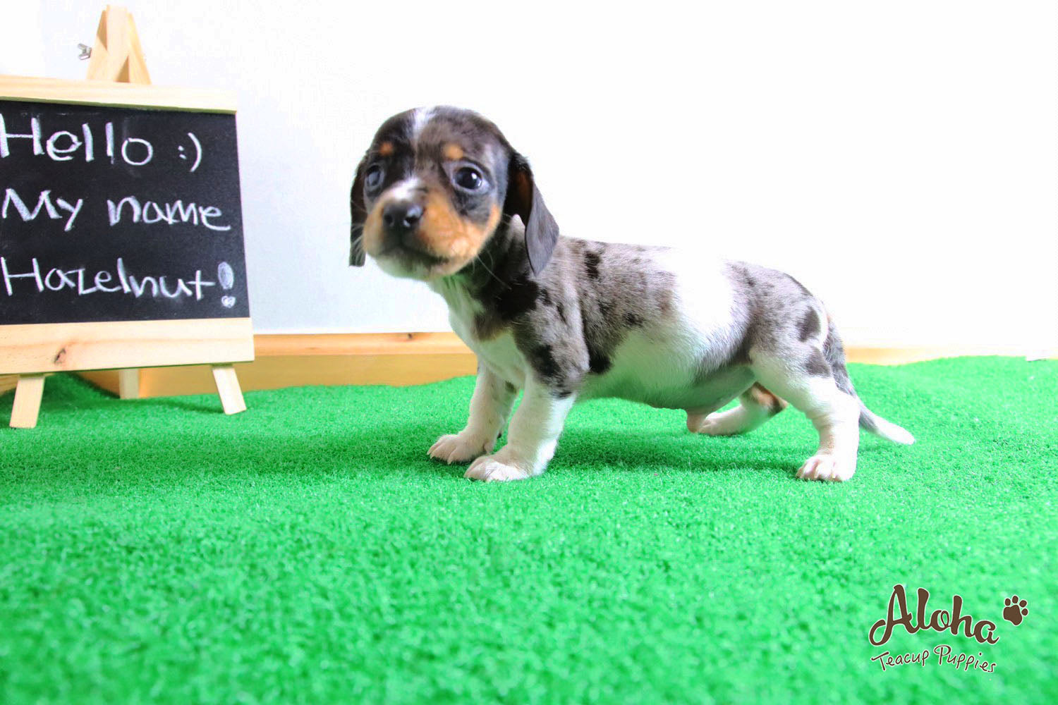 Vendido a Laura, Avellana - [Dachshund]