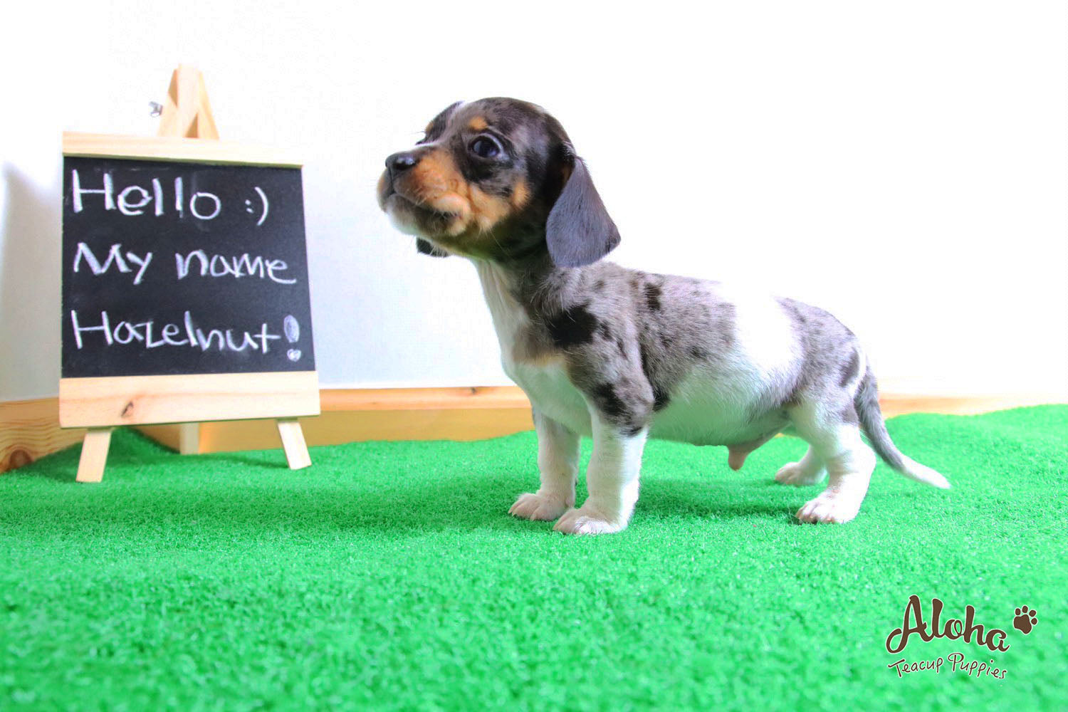 Vendido a Laura, Avellana - [Dachshund]