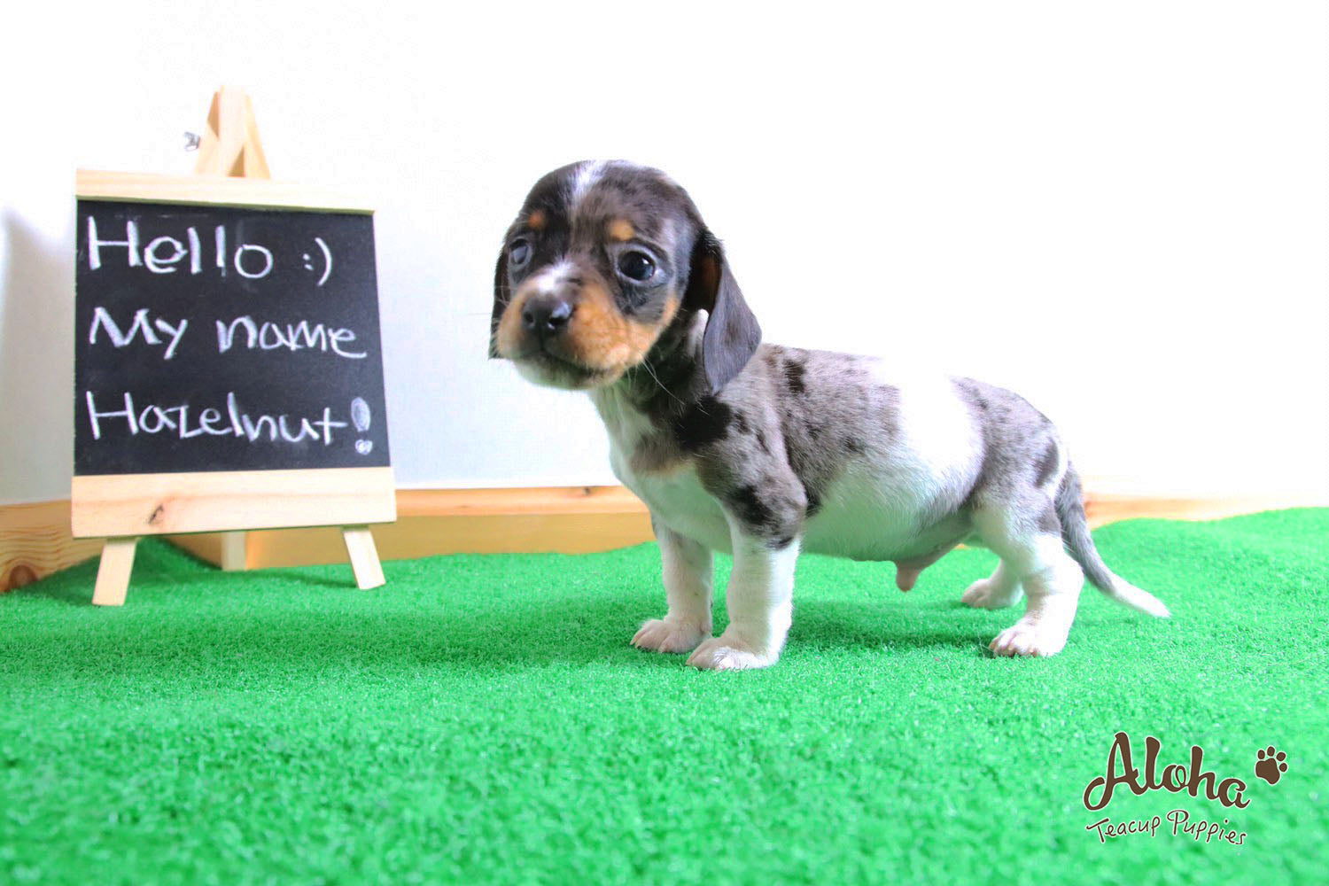 Vendido a Laura, Avellana - [Dachshund]