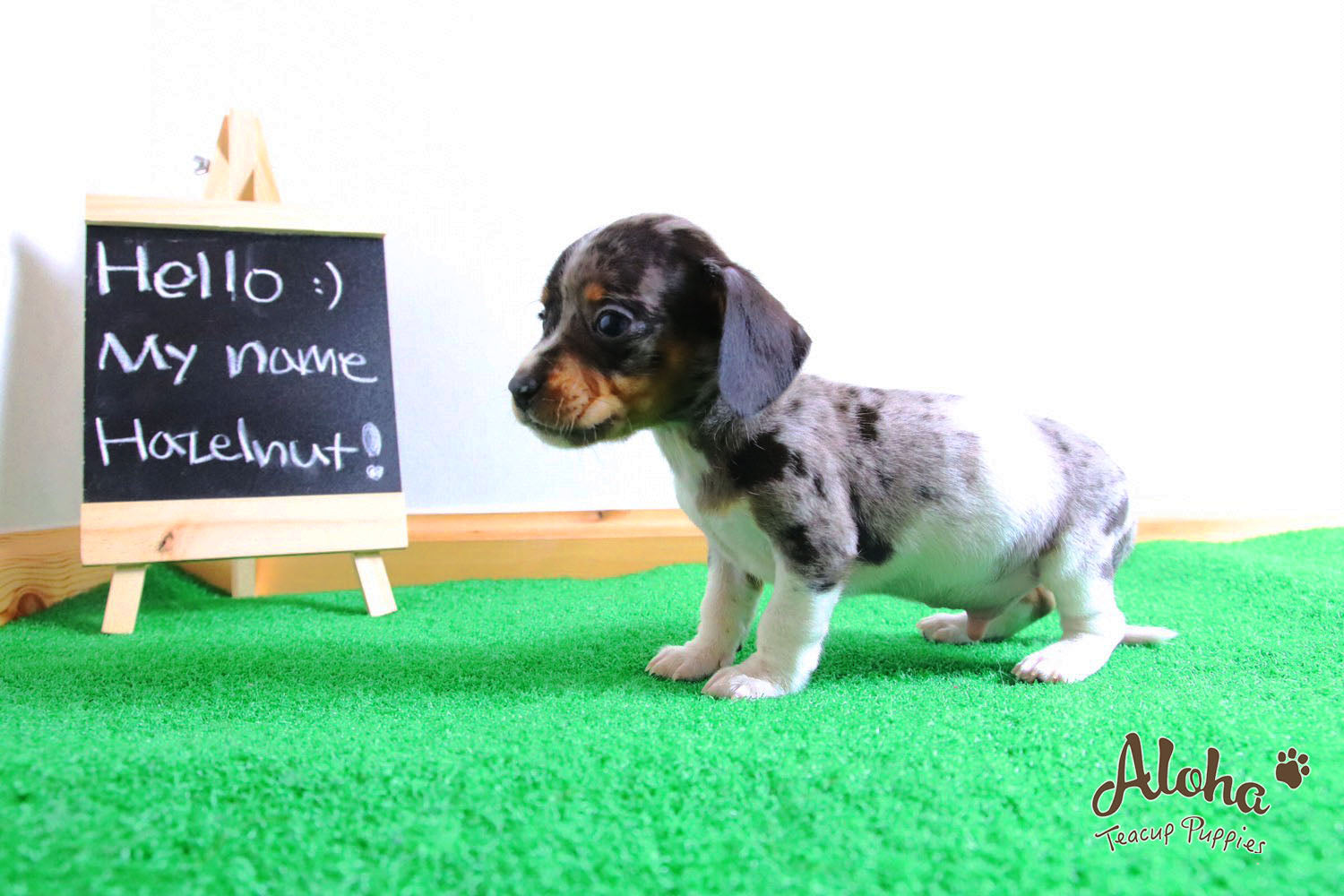 Vendido a Laura, Avellana - [Dachshund]