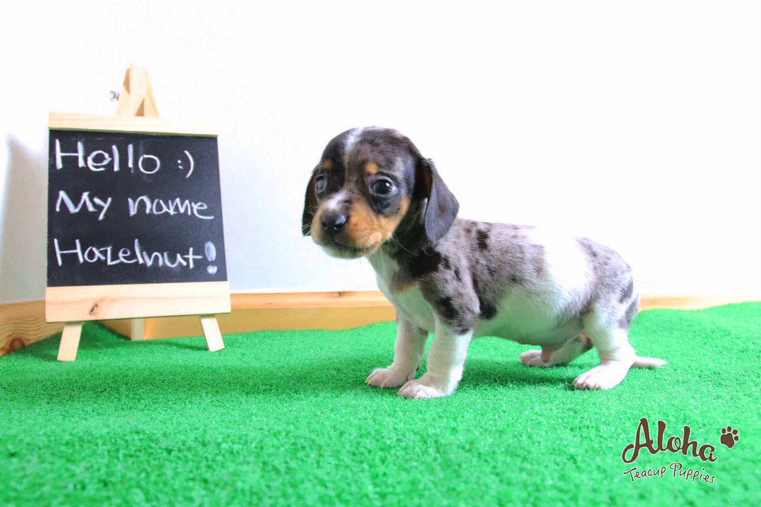 Vendido a Laura, Avellana - [Dachshund]