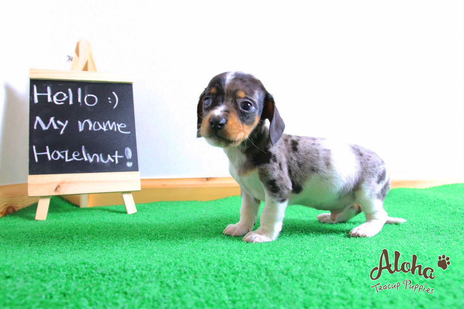 Vendido a Laura, Avellana - [Dachshund]