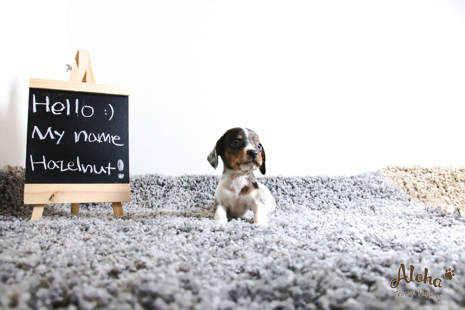 Vendido a Laura, Avellana - [Dachshund]