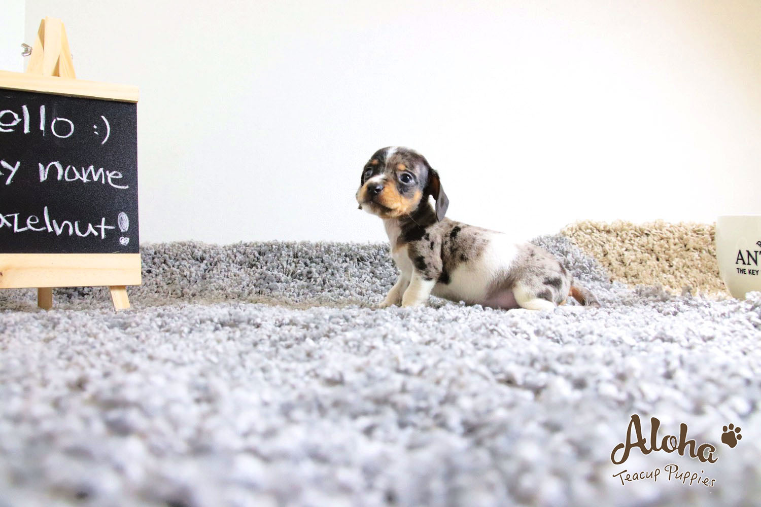 Vendido a Laura, Avellana - [Dachshund]
