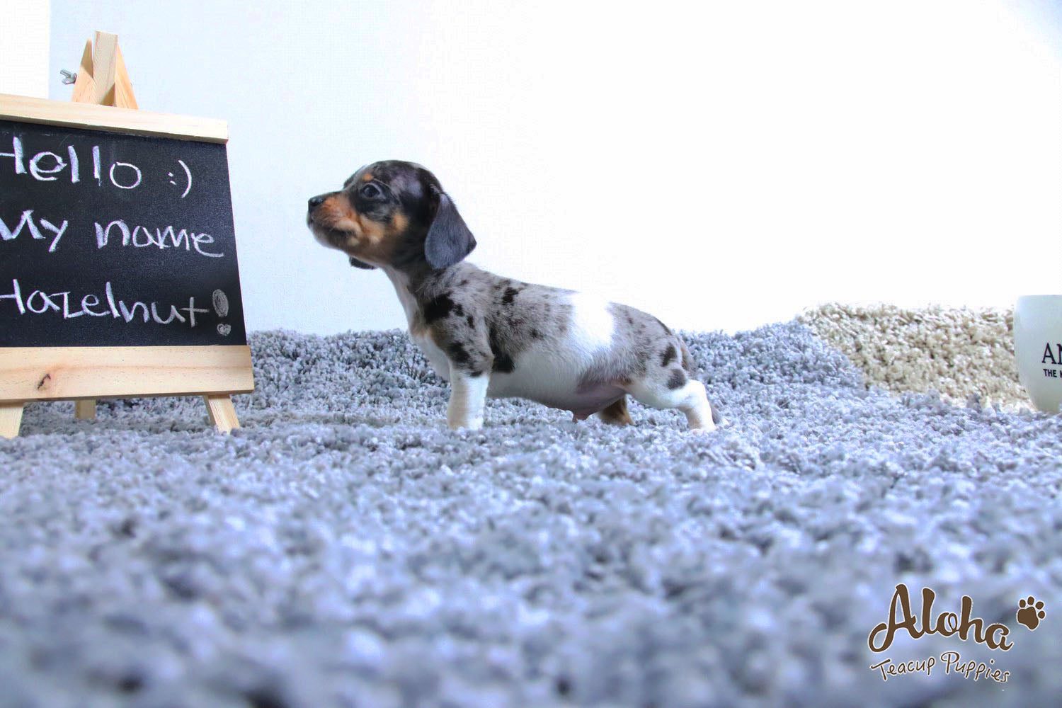 Vendido a Laura, Avellana - [Dachshund]