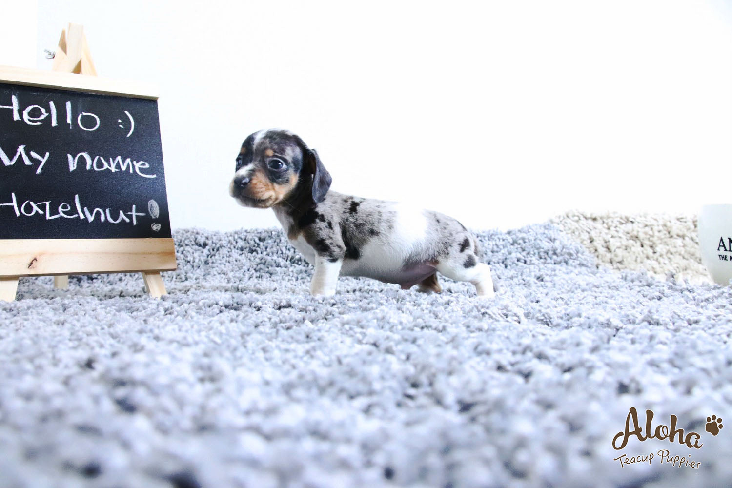 Vendido a Laura, Avellana - [Dachshund]