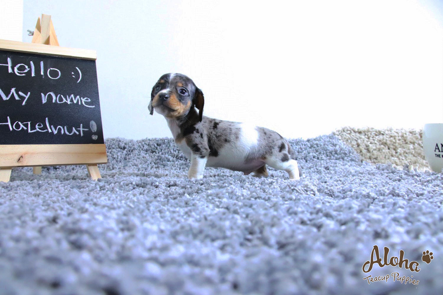 Vendido a Laura, Avellana - [Dachshund]