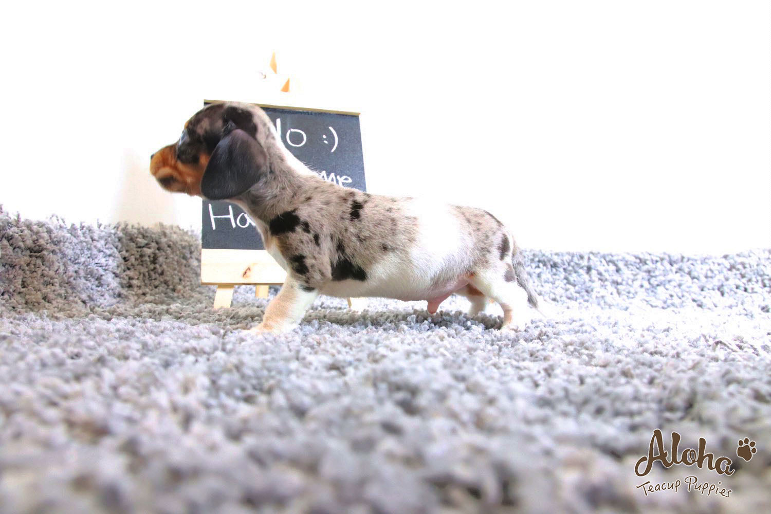 Vendido a Laura, Avellana - [Dachshund]