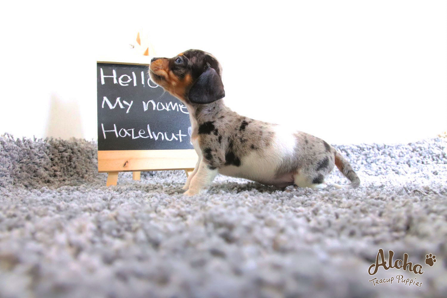 Vendido a Laura, Avellana - [Dachshund]