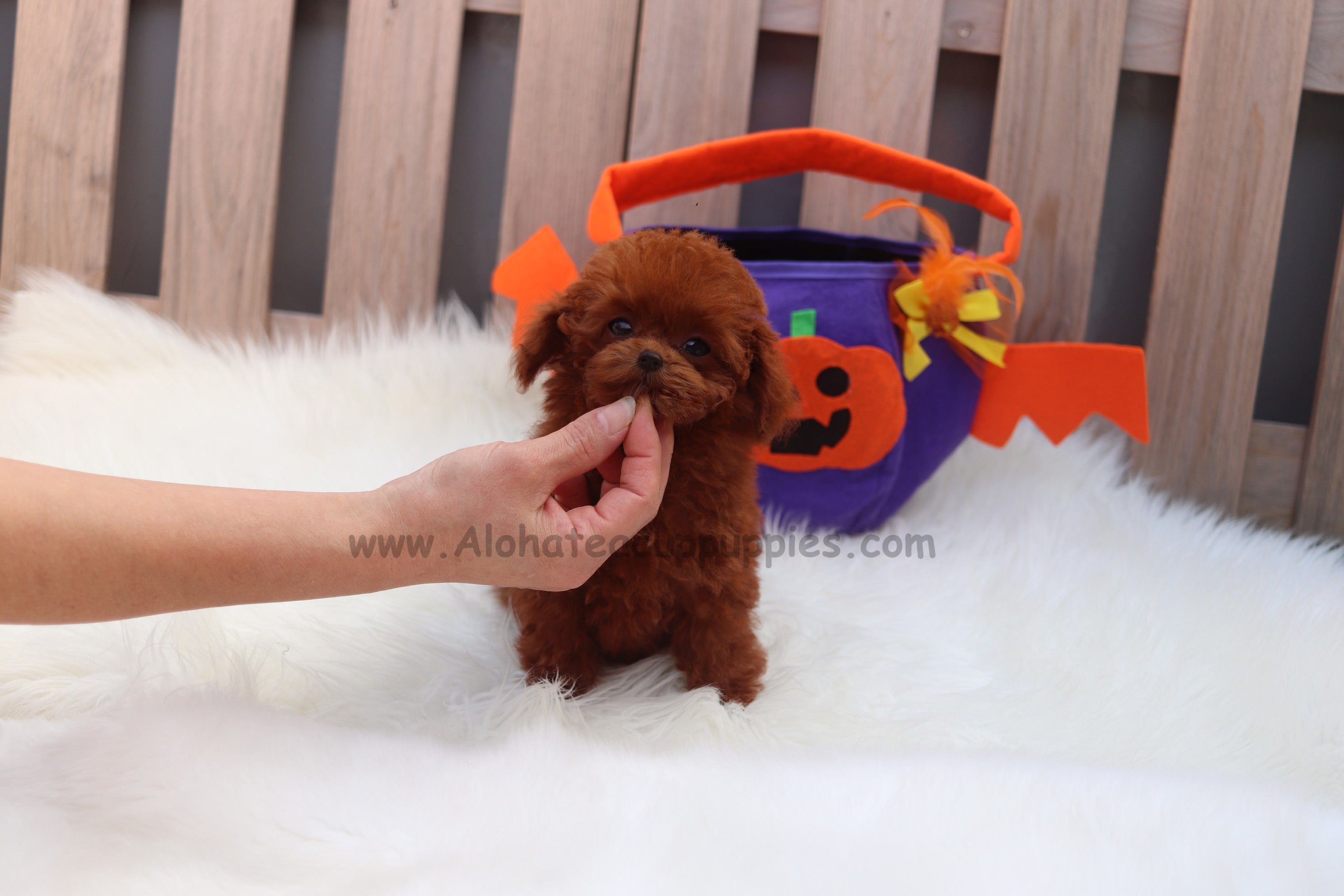 Vendido a Sam, Kitty [Caniche toy]