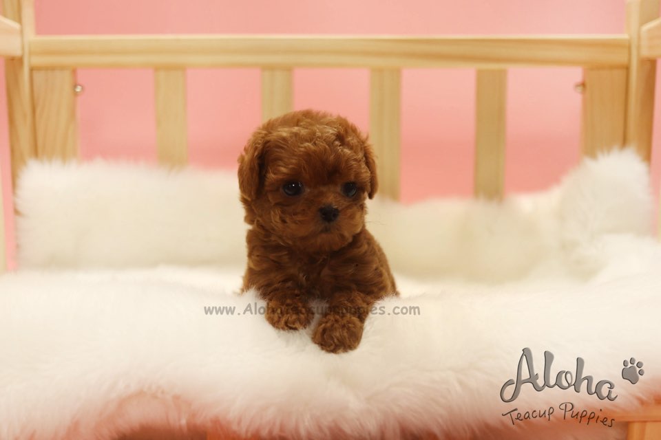 Vendido a Irene, Colin [MALTIPOO TAMAÑO TAZA DE TÉ]