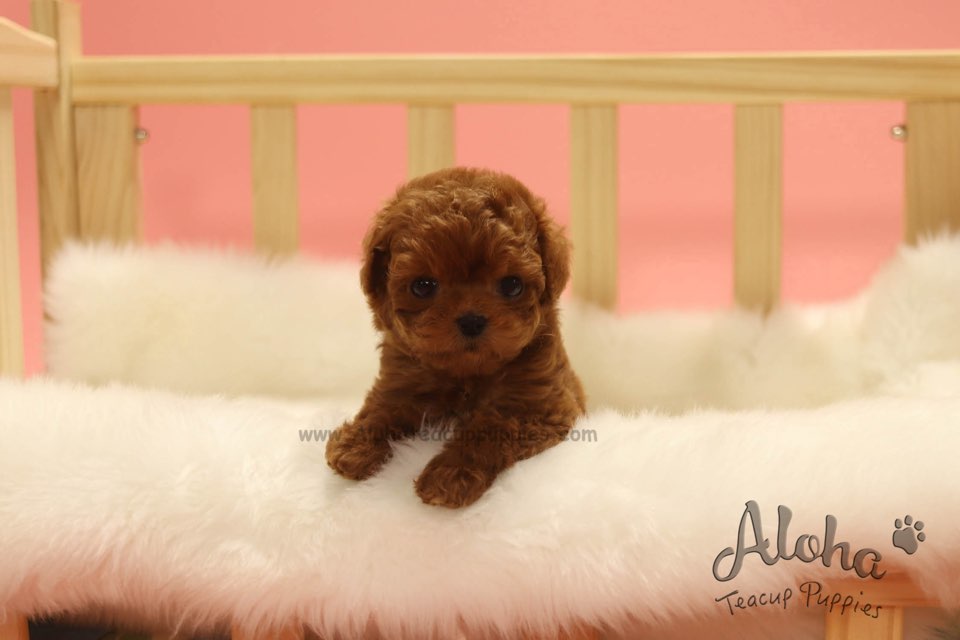 Vendido a Irene, Colin [MALTIPOO TAMAÑO TAZA DE TÉ]