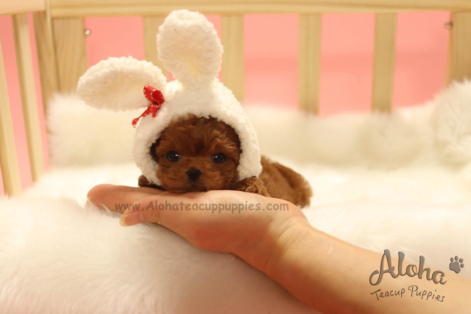 Sold to Irene, Colin [TEACUP MALTIPOO]