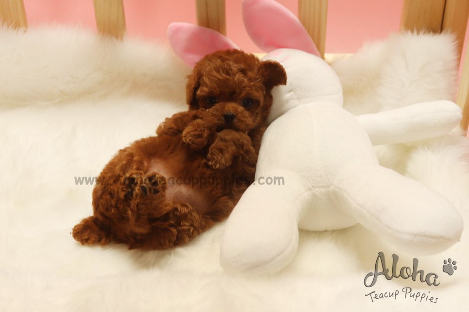 Sold to Irene, Colin [TEACUP MALTIPOO]