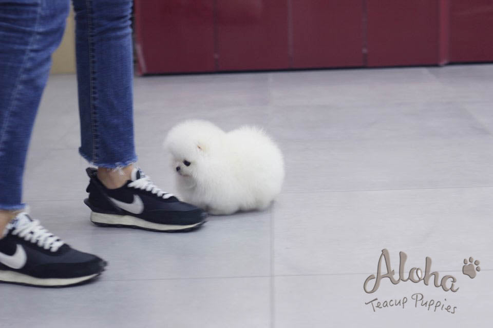Bonbon [TEACUP POMERANIAN]