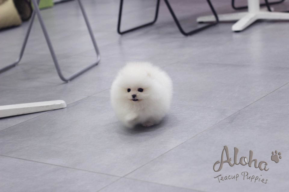 Bonbon [TEACUP POMERANIAN]