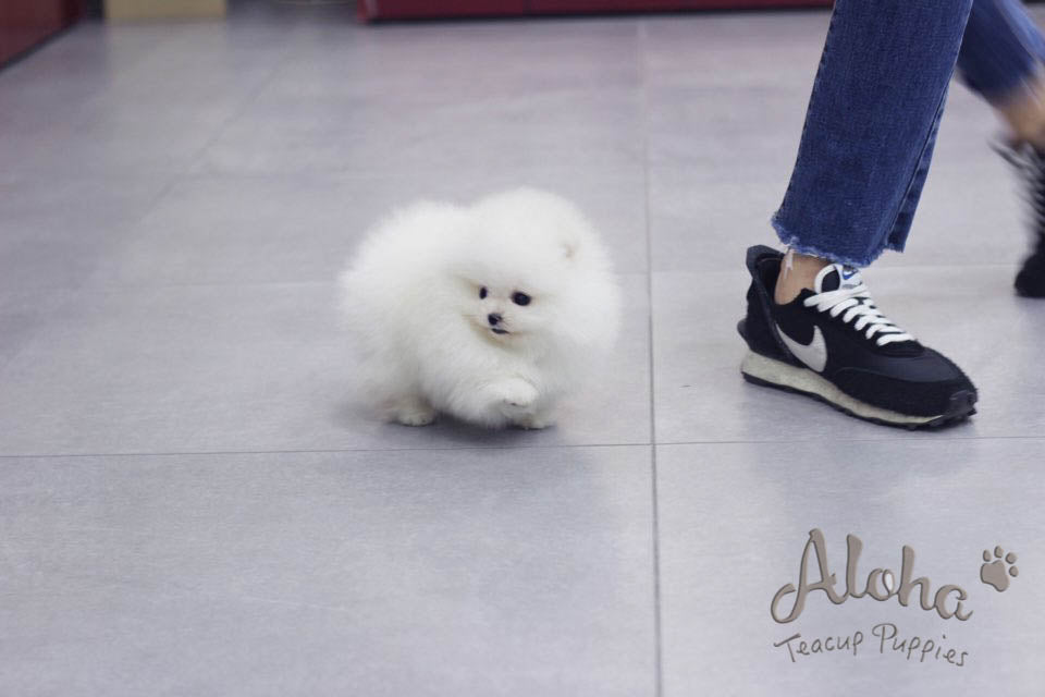 Bonbon [TEACUP POMERANIAN]