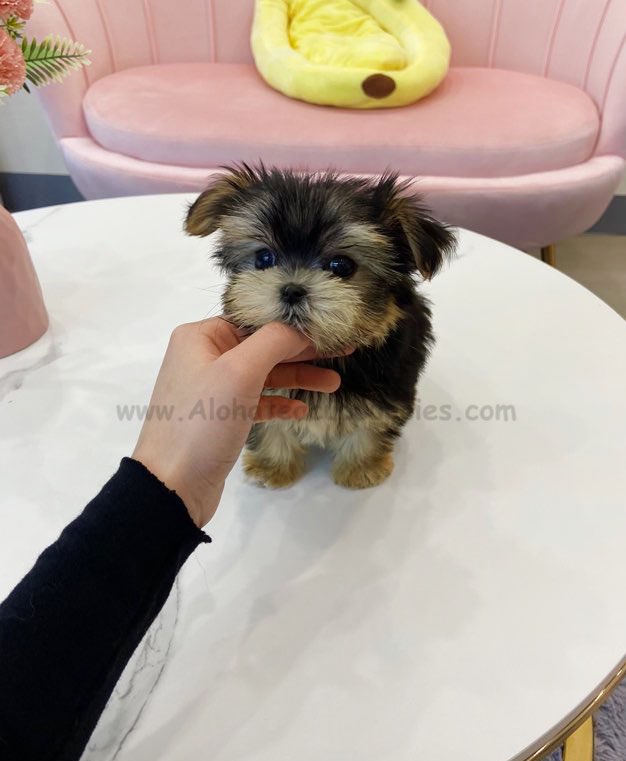 Prada [TEACUP Morkie]