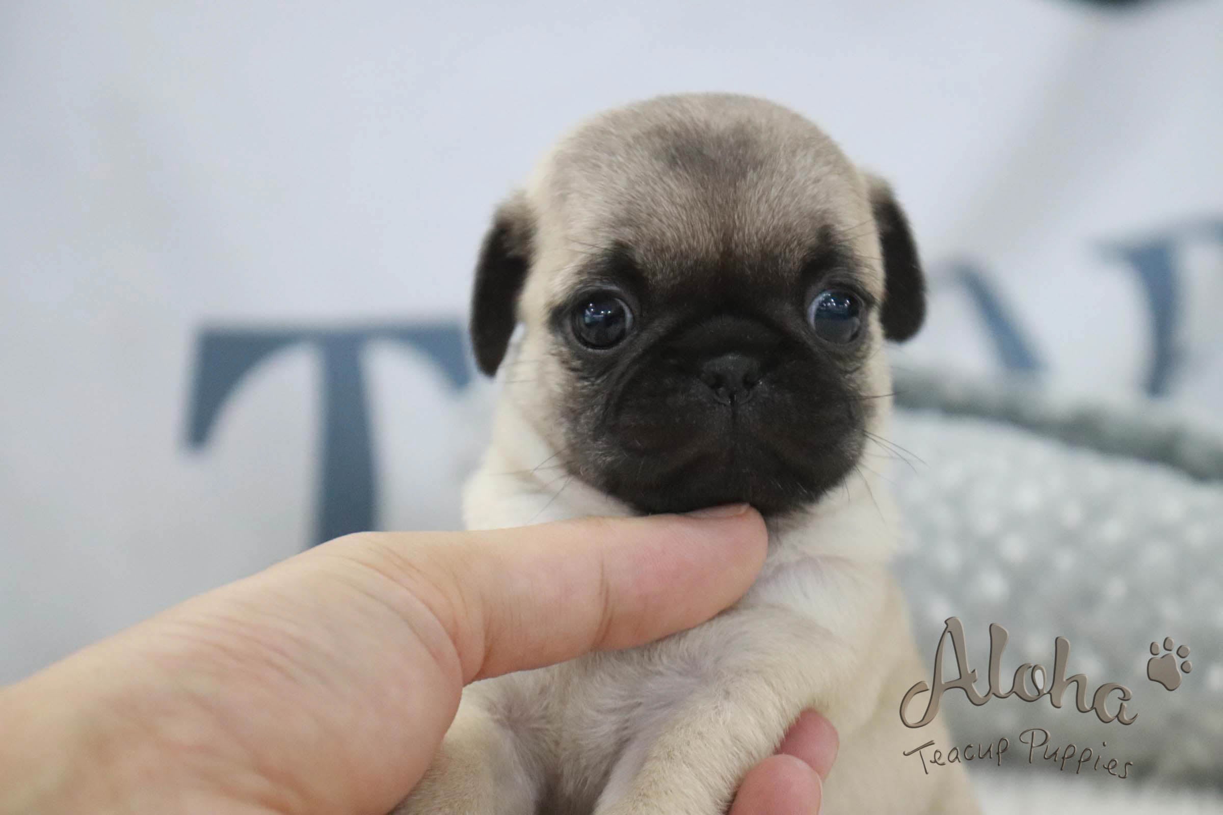 Goyard [TEACUP Pug]