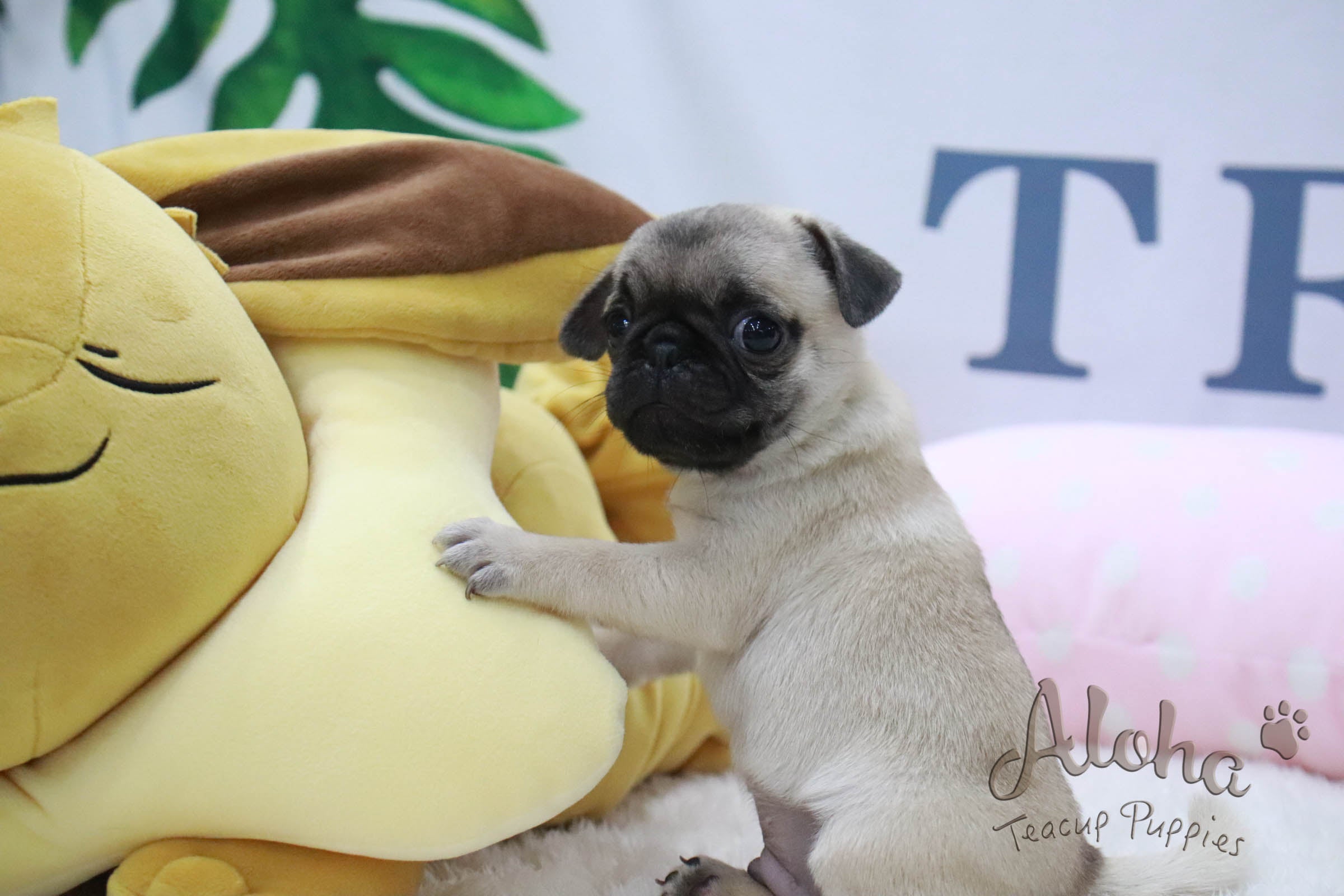 Goyard [TEACUP Pug]