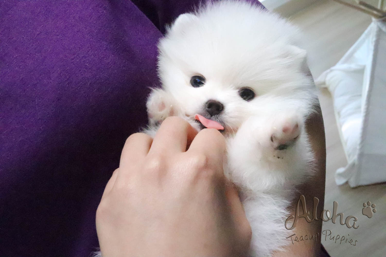Sold to Eva, ANNA - [Teacup Pomeranian]