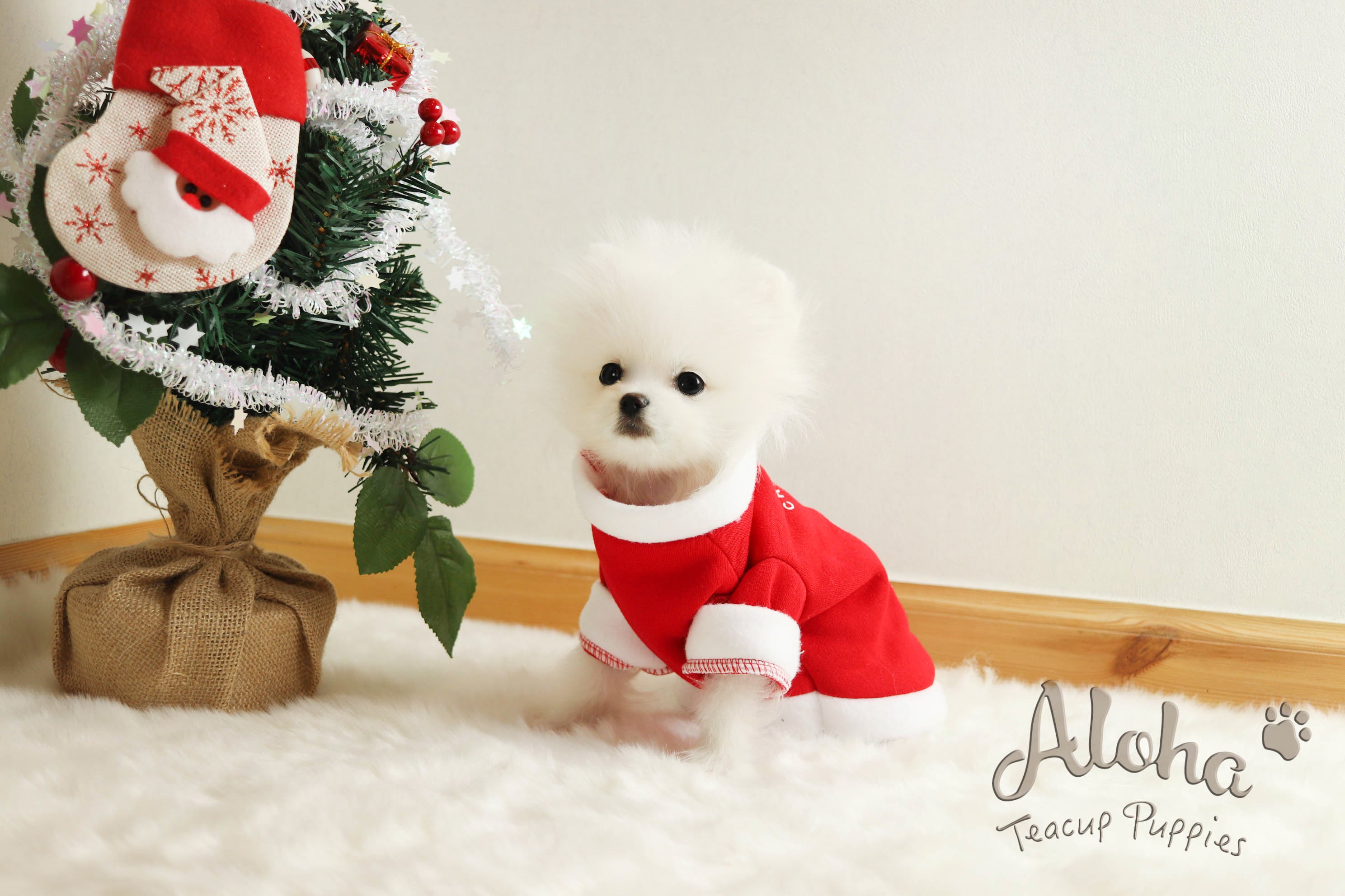 Vendido a Ken, CINDY [Pomerania]