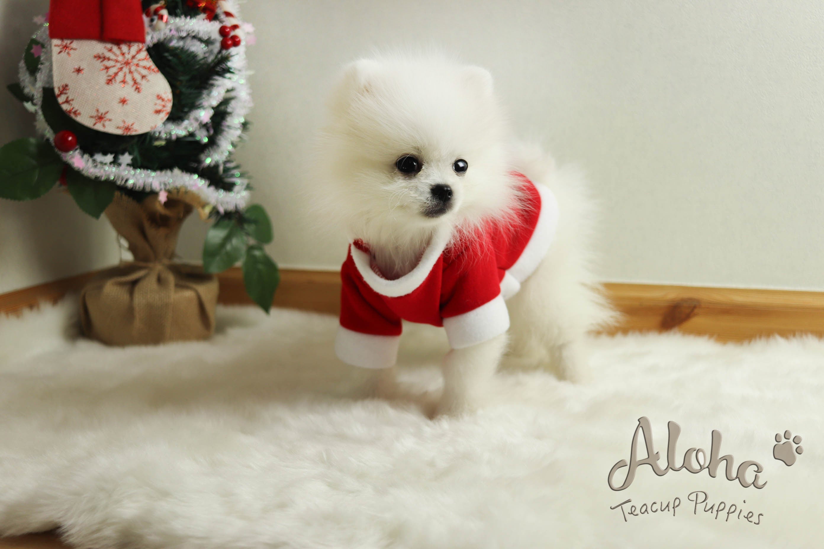 Vendido a Barbie, SANTA [Pomerania]