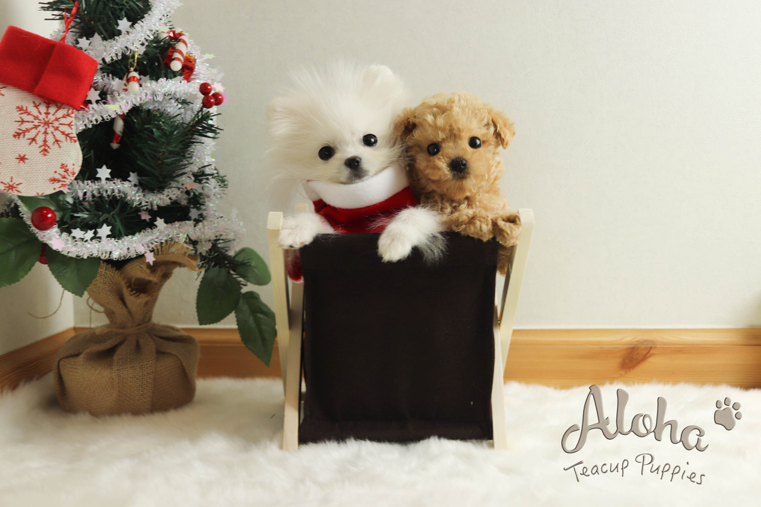 Vendido a Ken, CINDY [Pomerania]