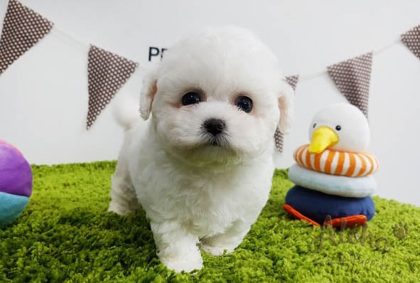 Sold to Den, Rocco [TEACUP BICHON]