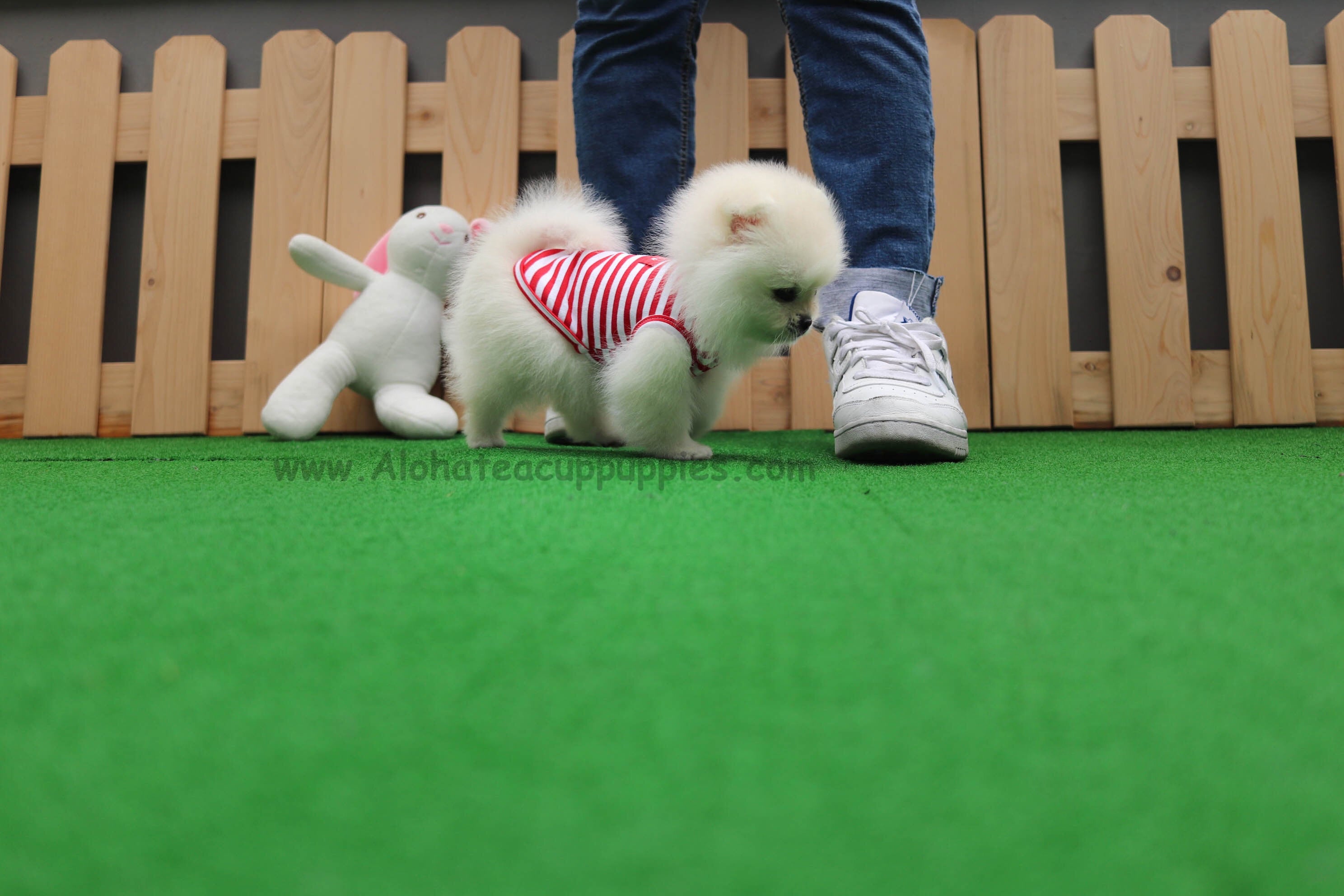 Vendido a Misti, Marshmallow [Pomerania Toy]