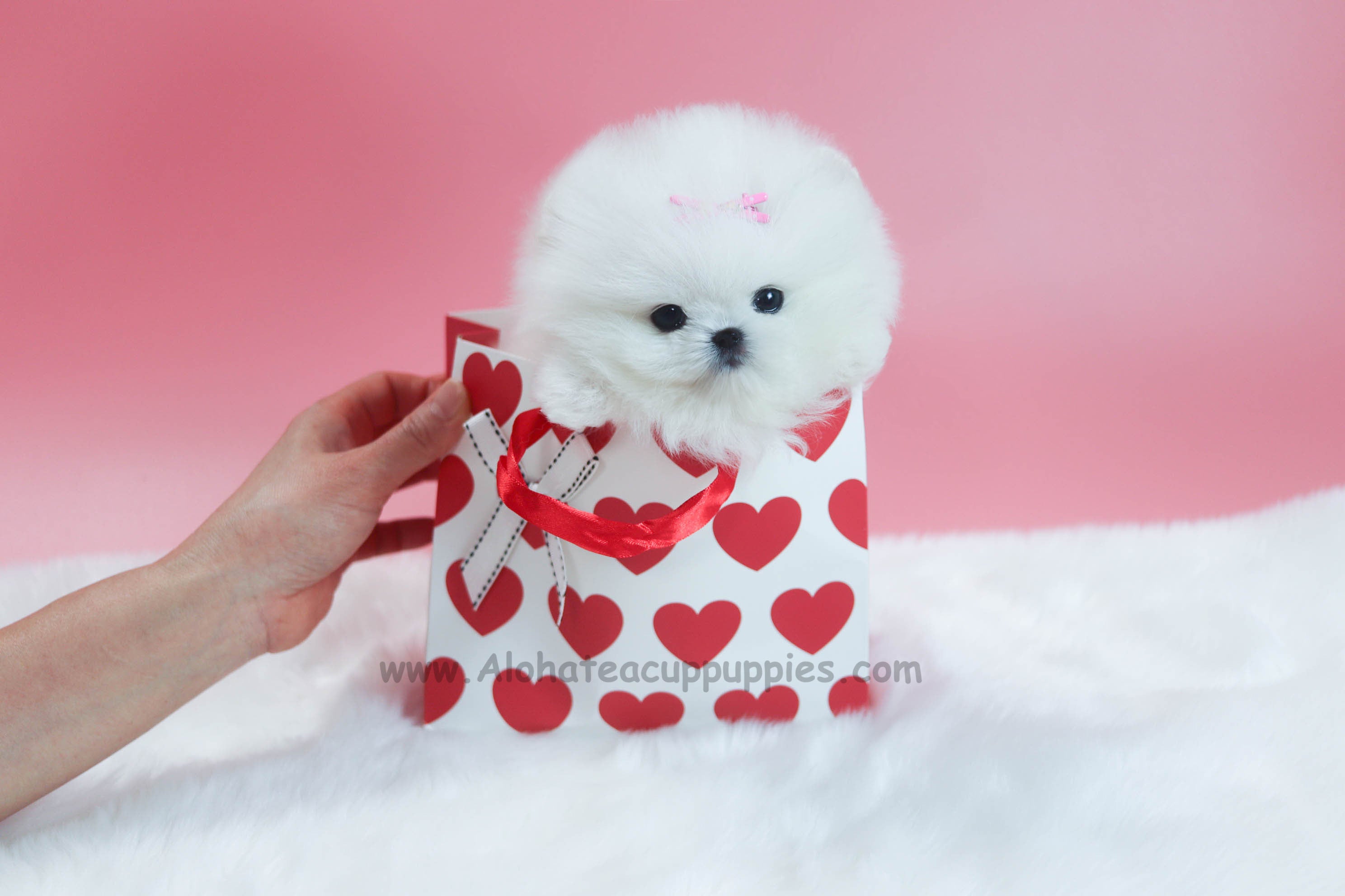 Sold to Nguyen, Wendy [TEACUP POMERANIAN]