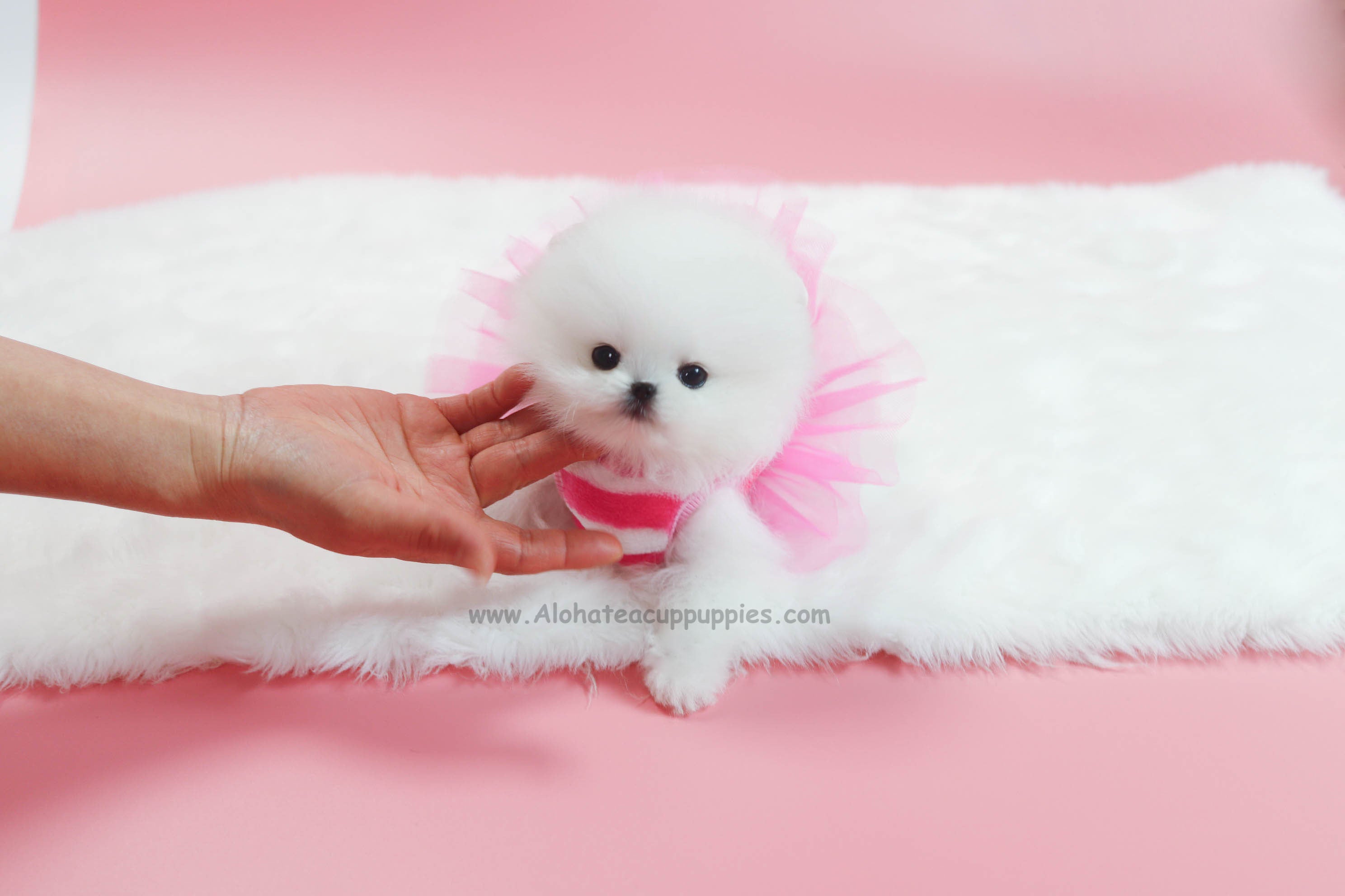 Vendido a Nguyen, Wendy [POMERANIA TAZA DE TÉ]