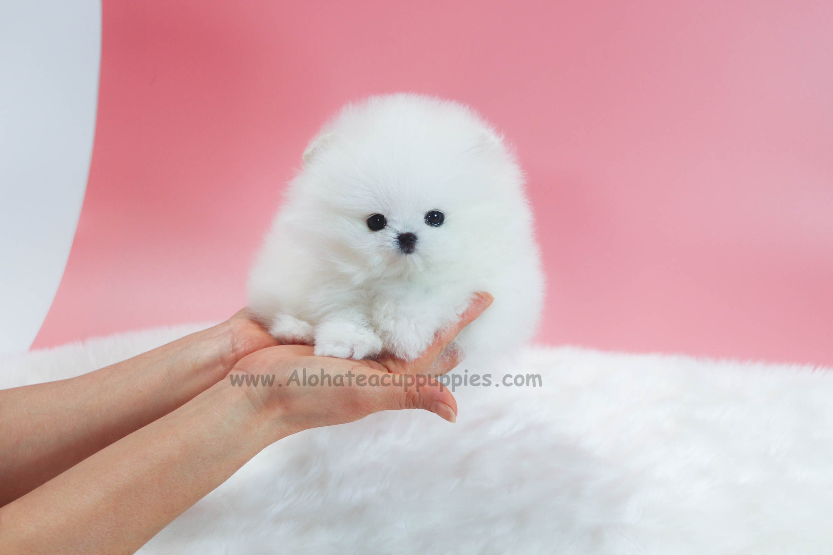 Vendido a Nguyen, Wendy [POMERANIA TAZA DE TÉ]