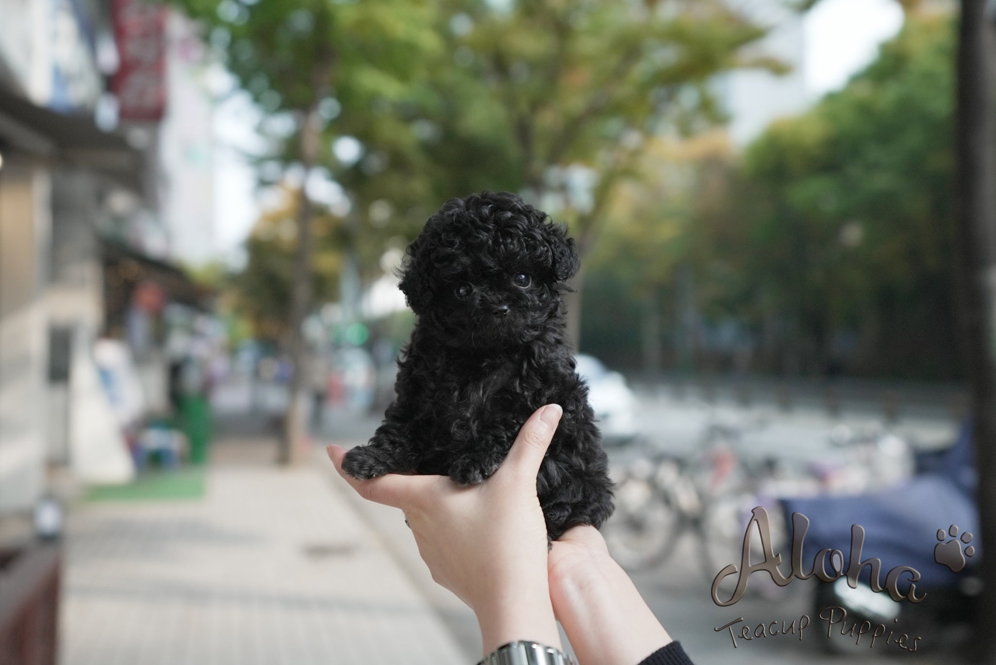 Chloe [TEACUP POODLE]