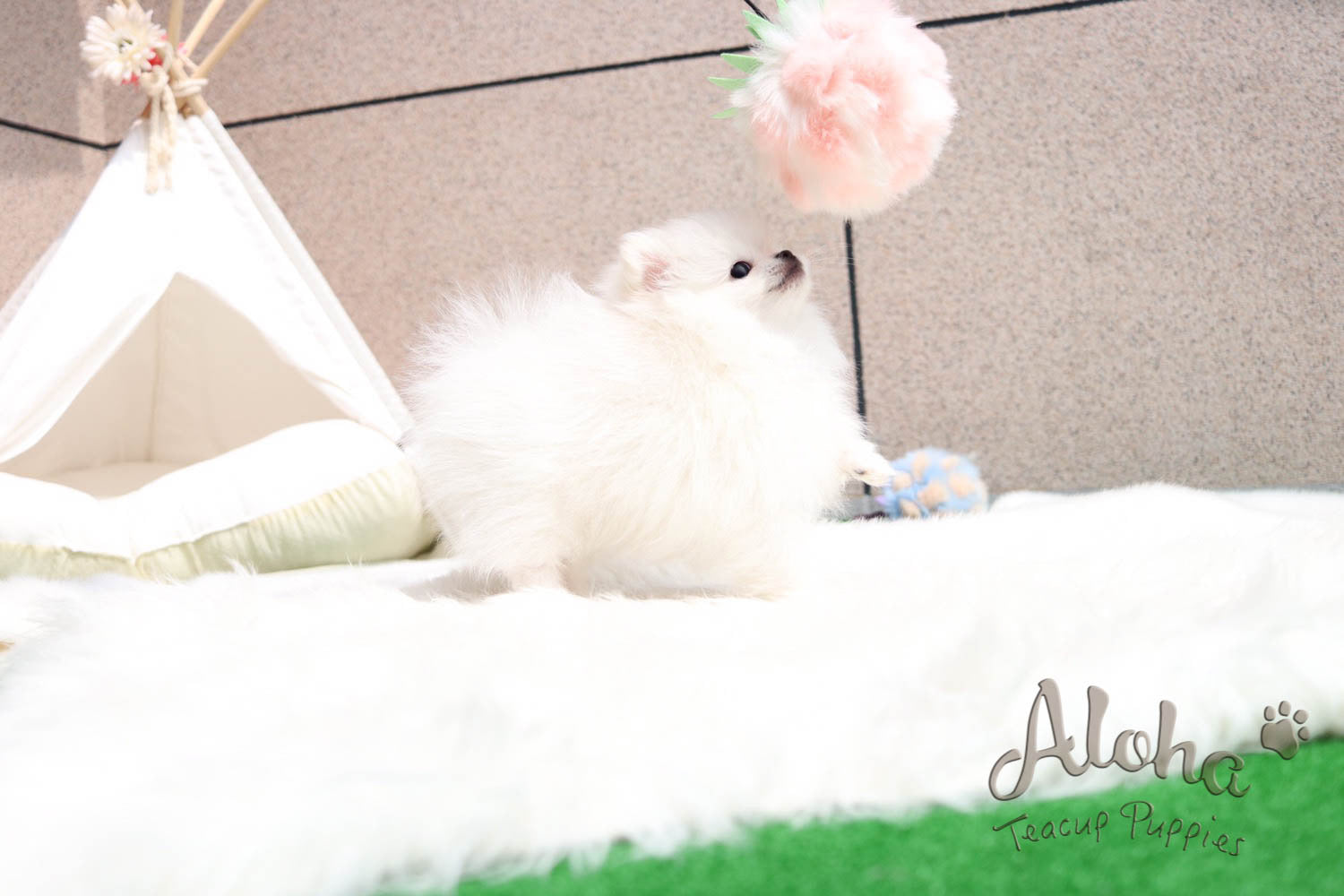 Sold to Jessica, Mayo - [Pomeranian]