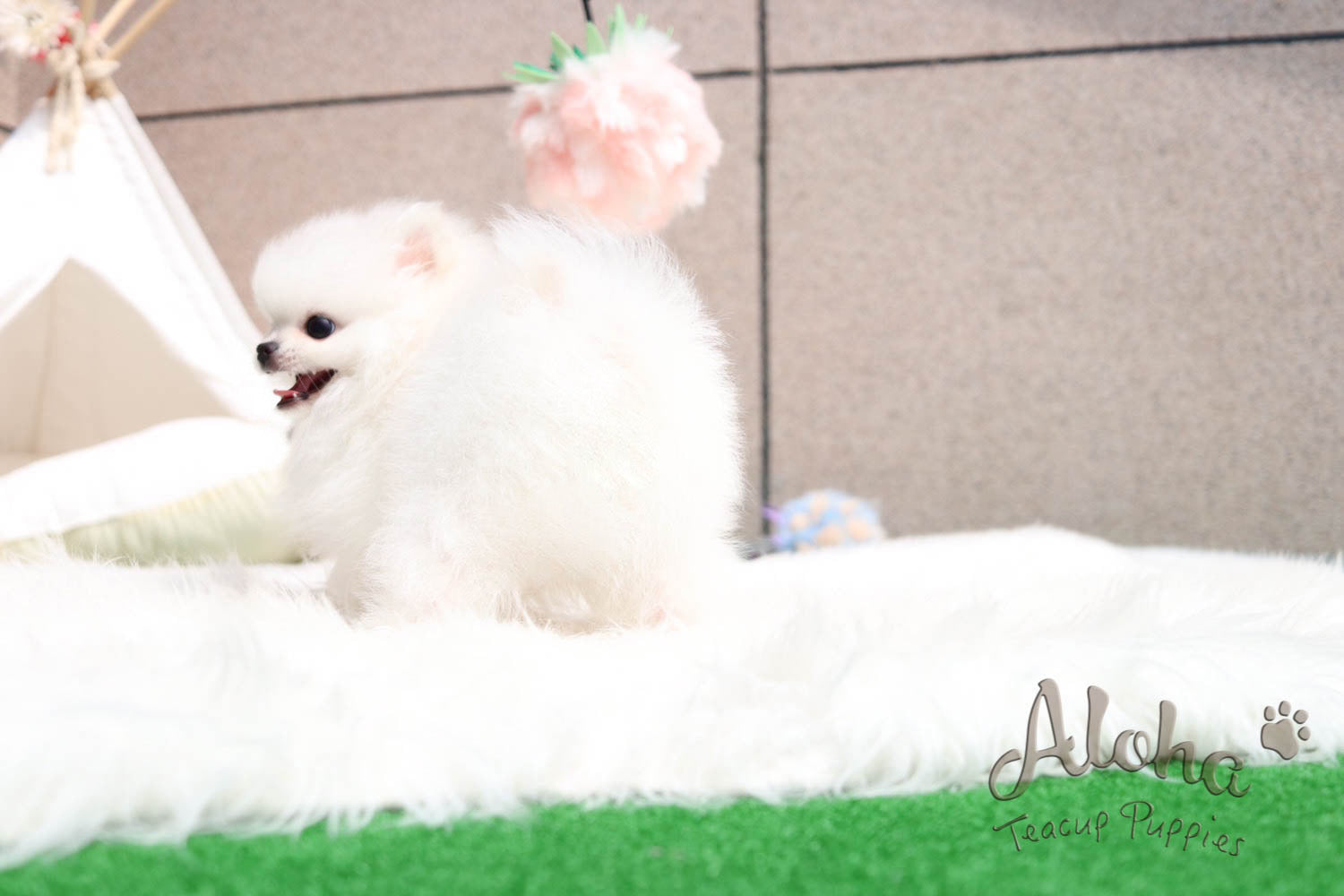 Vendido a Jessica, Mayo - [Pomerania]