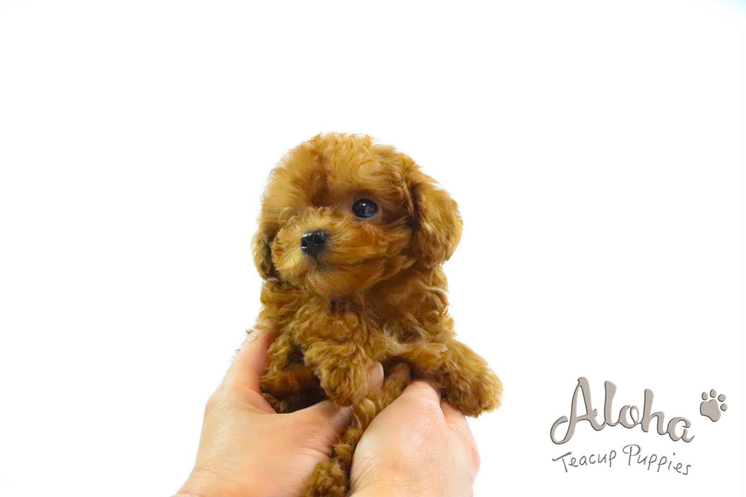 Vendido a Ashley, COCO - [Caniche Toy]
